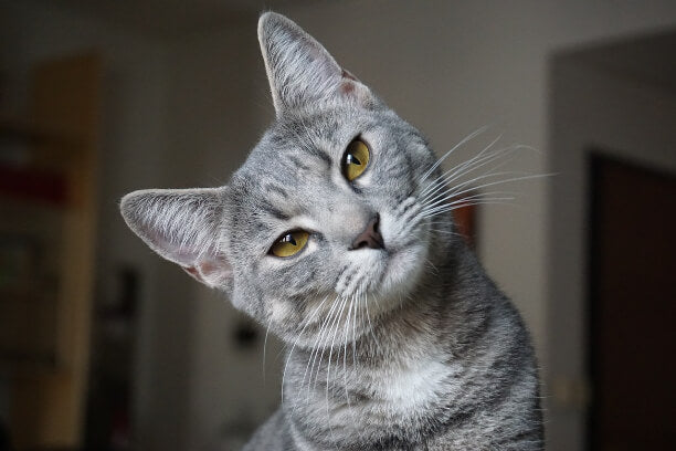 Decoding Feline Behavior: Exploring the Enigmatic Ways of Cats