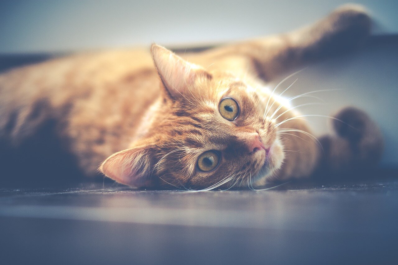 Cracking the Code of Cat Behavior: Unveiling the Peculiar Antics