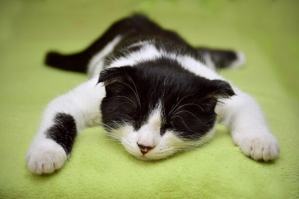The Feline Decoder: Understanding Your Cat's Behavior