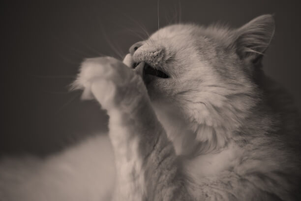 Fur-tastic Care: Fun Tips for Your Pet's Luscious Locks