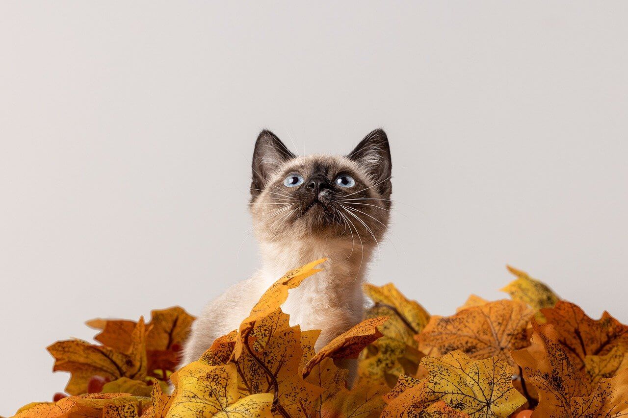 Optimal Nutrition for Your Feline Friend