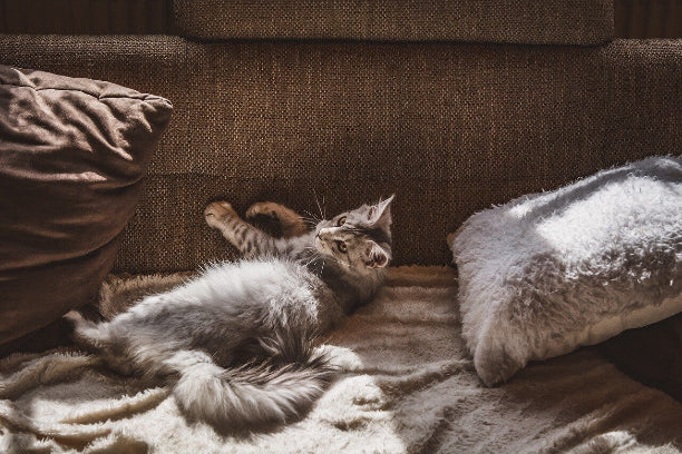 Spring Cleaning with Pets: Clever Hacks for a Fresh Home