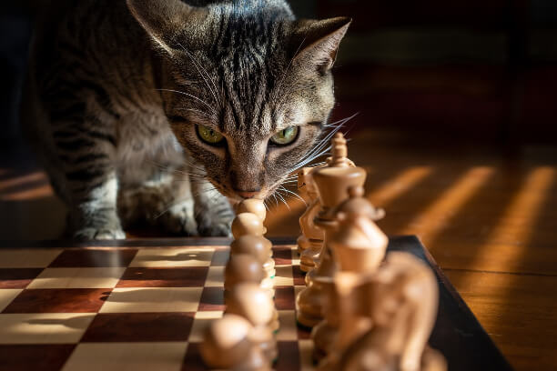 Crack the Cat Code: Understanding Behavior & Mastering Training Techniques